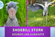 Shoebill Stork Sound