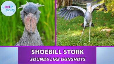 Shoebill Stork Sound