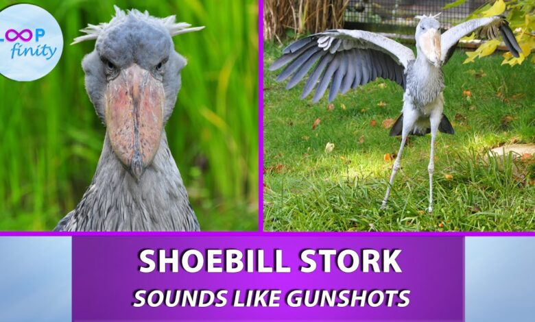 Shoebill Stork Sound